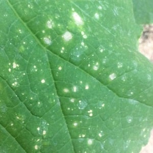 What to do if spots appear on cucumber leaves?