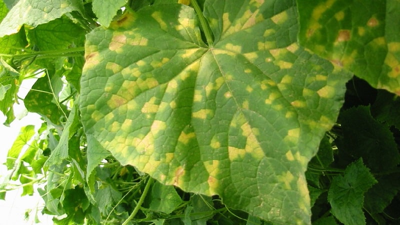 Que faire si des taches apparaissent sur les feuilles de concombre ?