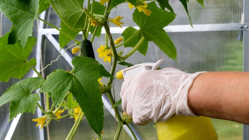 Que faire si des taches apparaissent sur les feuilles de concombre ?