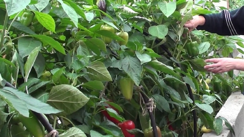 Wat te doen als er bruine vlekken op paprika's verschijnen