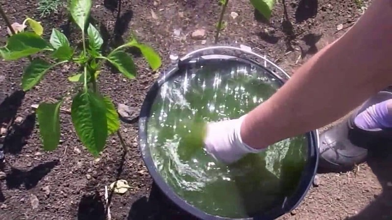 Hva du skal gjøre når brune flekker vises på paprika