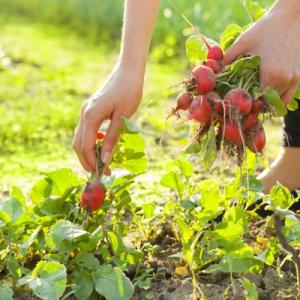 What can be planted after radishes in July, and what crops should not be planted