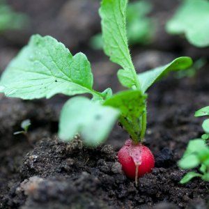 ¿Qué se puede plantar después de los rábanos en julio y qué cultivos no se deben plantar?