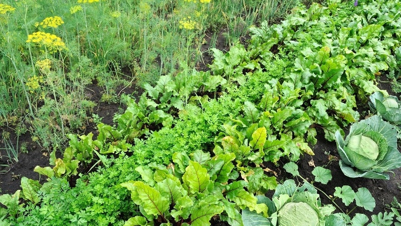 What to plant after beets next year: what mistakes to avoid in crop rotation so as not to harm the harvest