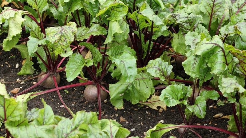 What to plant after beets next year: what mistakes to avoid in crop rotation so as not to harm the harvest