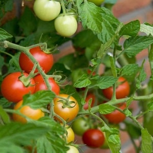 What to do to make tomatoes in a greenhouse turn red faster: the best techniques and life hacks of experienced summer residents