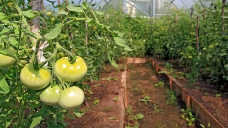 Qué hacer para que los tomates en un invernadero se pongan rojos más rápido: las mejores técnicas y trucos de residentes de verano experimentados