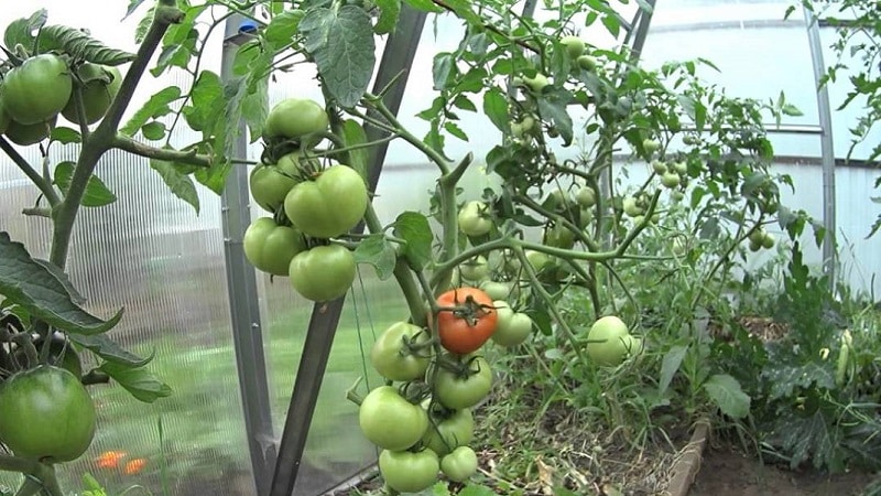 Què fer perquè els tomàquets en un hivernacle es tornin vermells més ràpid: les millors tècniques i trucs de vida dels residents d'estiu amb experiència