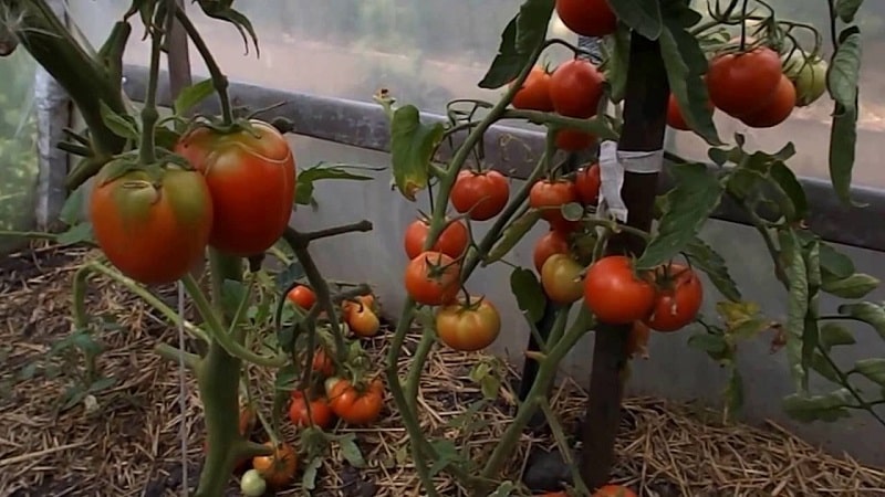 O que fazer para que os tomates em uma estufa fiquem vermelhos mais rápido: as melhores técnicas e truques de residentes de verão experientes