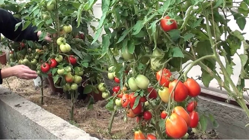 What to do to make tomatoes in a greenhouse turn red faster: the best techniques and life hacks of experienced summer residents