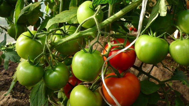 What to do to make tomatoes in a greenhouse turn red faster: the best techniques and life hacks of experienced summer residents