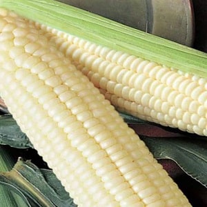 What is white corn, how is it different from regular corn and how to eat it