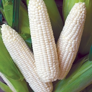 What is white corn, how is it different from regular corn and how to eat it