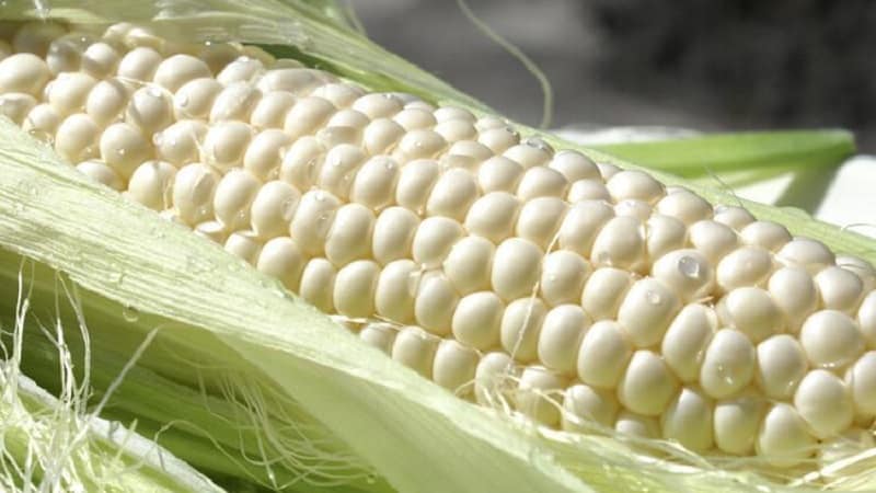 What is white corn, how is it different from regular corn and how to eat it