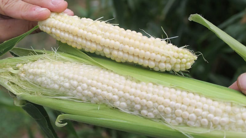 What is white corn, how is it different from regular corn and how to eat it