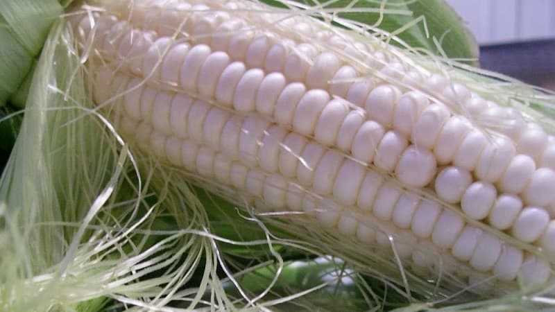 Qu'est-ce que le maïs blanc, en quoi est-il différent du maïs ordinaire et comment le manger