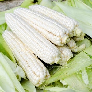 Qu'est-ce que le maïs blanc, en quoi est-il différent du maïs ordinaire et comment le manger