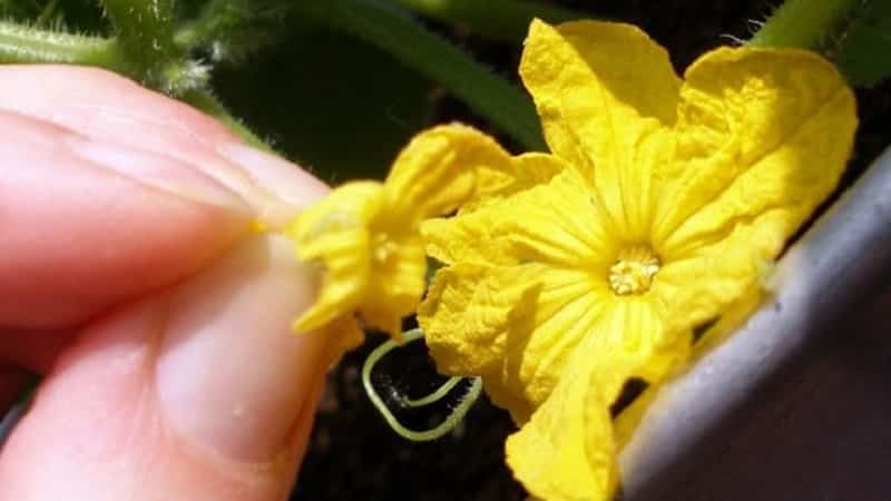 Ano ang baog na bulaklak sa mga pipino at ang mga tampok ng paggamot nito na maaaring hindi mo alam