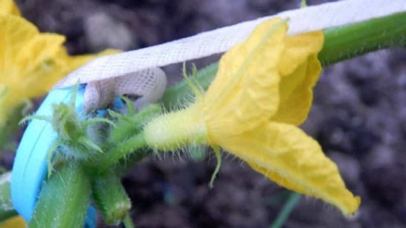 Was ist eine unfruchtbare Blüte bei Gurken und welche Merkmale ihrer Behandlung haben Sie möglicherweise nicht?