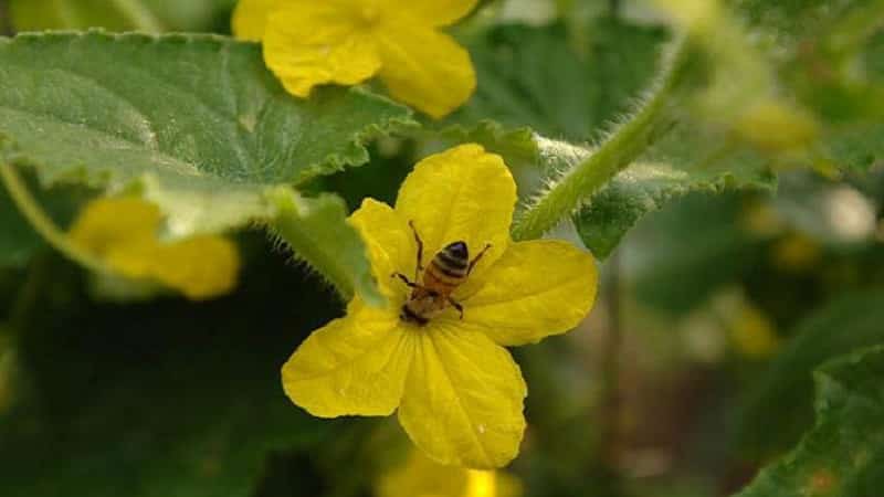 O que é flor estéril em pepinos e as características de seu tratamento que você talvez não conheça