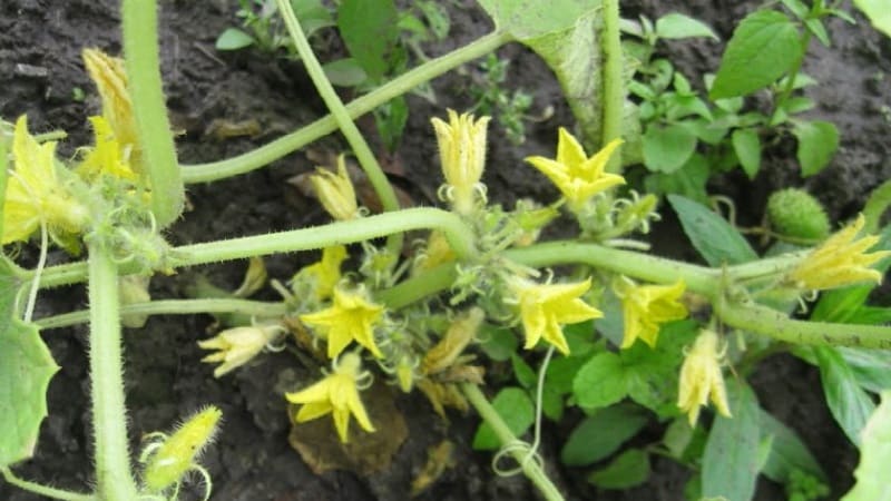 Was ist eine unfruchtbare Blüte bei Gurken und welche Merkmale ihrer Behandlung haben Sie möglicherweise nicht?