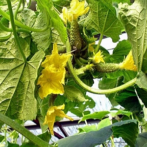 Was ist eine unfruchtbare Blüte bei Gurken und welche Merkmale ihrer Behandlung haben Sie möglicherweise nicht?