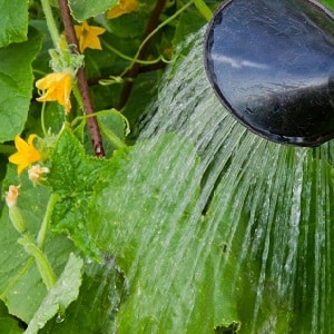 Was ist eine unfruchtbare Blüte bei Gurken und welche Merkmale ihrer Behandlung haben Sie möglicherweise nicht?