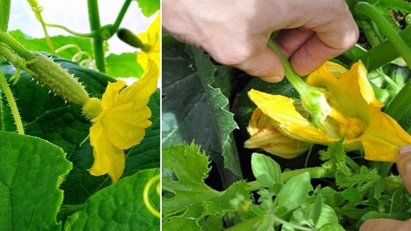 O que é flor estéril em pepinos e as características de seu tratamento que você talvez não conheça