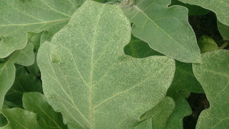 What to do to prevent eggplant leaves from drying out and why they dry out and crack