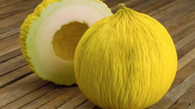 ¿Qué tiene de bueno el melón Kassaba, cómo elegirlo y cultivarlo?