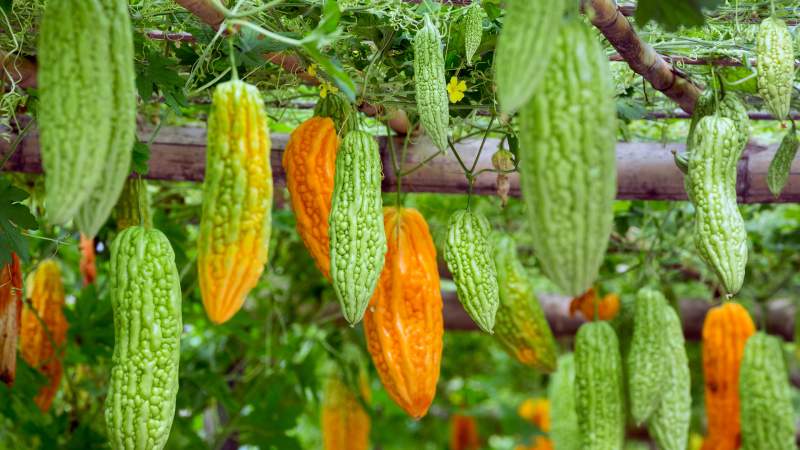 Examen du melon amer chinois (Momordiki)