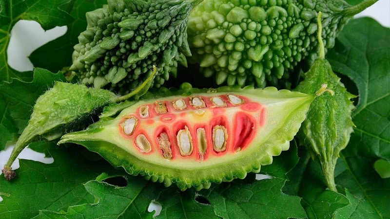 Pagsusuri ng Chinese Bitter Melon (Momordiki)