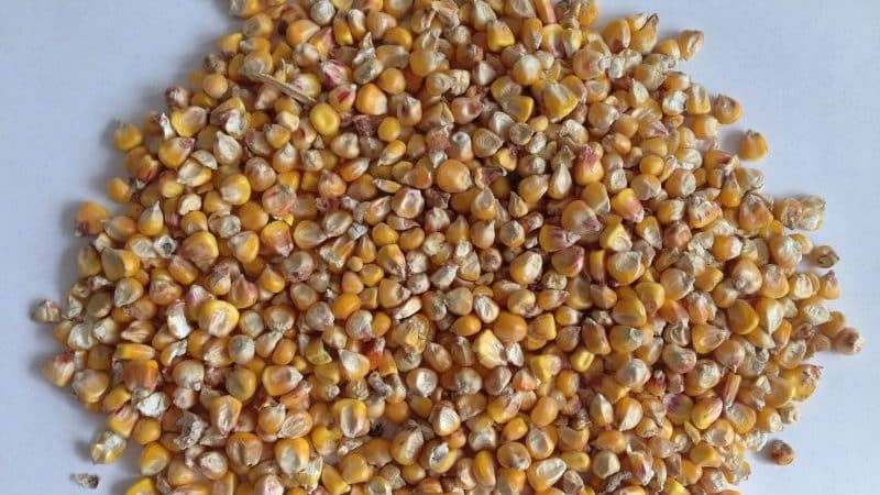 What is feed corn, how is it grown and where is it used?