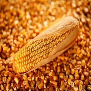 What is feed corn, how is it grown and where is it used?