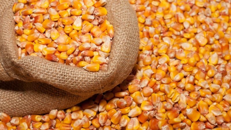 What is feed corn, how is it grown and where is it used?