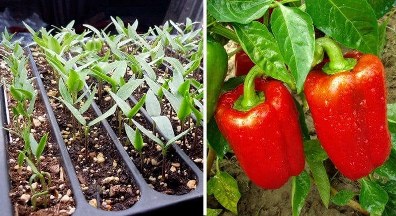 Wo und wie man Paprika zu Hause reifen lässt: Tipps zur Lagerung von Gemüse und zur Beschleunigung der Reifung