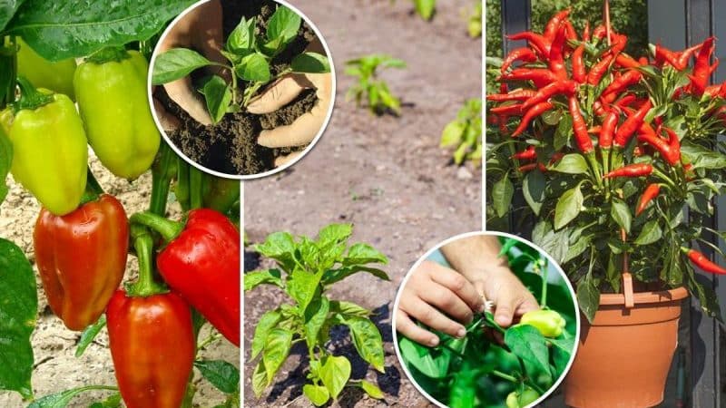 Dónde y cómo madurar los pimientos en casa: consejos para conservar las verduras y acelerar su maduración