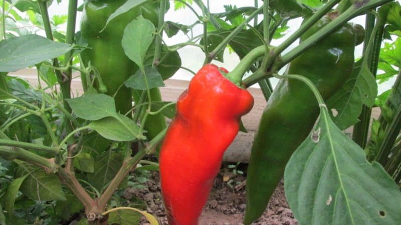 Wo und wie man Paprika zu Hause reifen lässt: Tipps zur Lagerung von Gemüse und zur Beschleunigung der Reifung