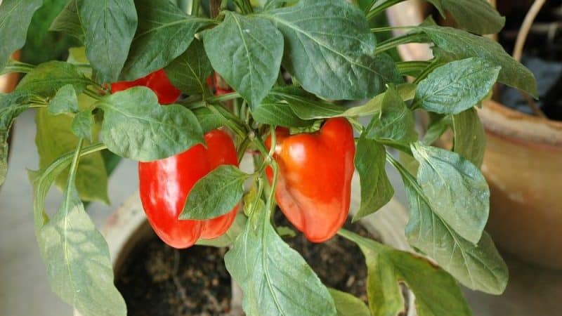 Waar en hoe je paprika's thuis kunt laten rijpen: tips voor het bewaren van groenten en het versnellen van de rijping