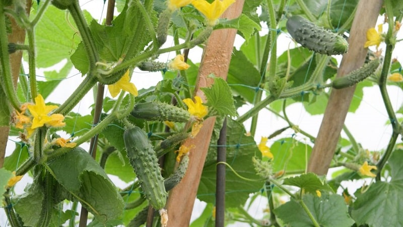 Cucumber hybrid Beam splendor F1: growing gherkins in a greenhouse, open ground and on a windowsill