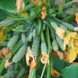 Cucumber hybrid Beam splendor F1: growing gherkins in a greenhouse, open ground and on a windowsill