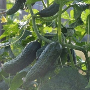 Hybrid cucumbers Paratunka with excellent germination and rich harvest