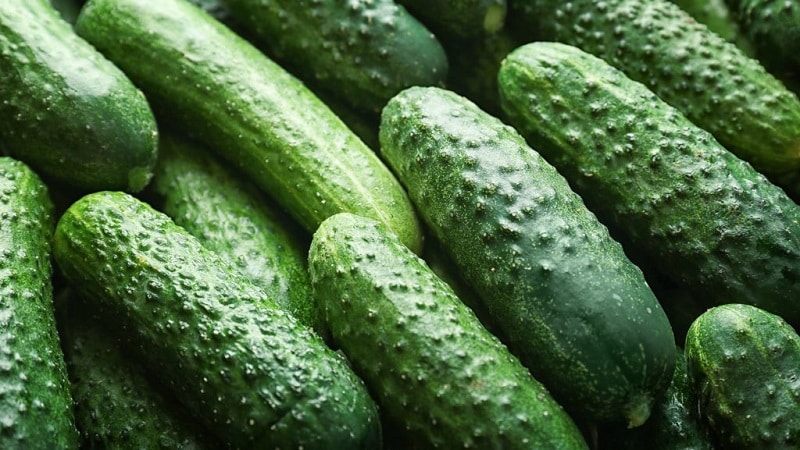 Hybrid cucumber Paratunka na may mahusay na pagtubo at masaganang ani