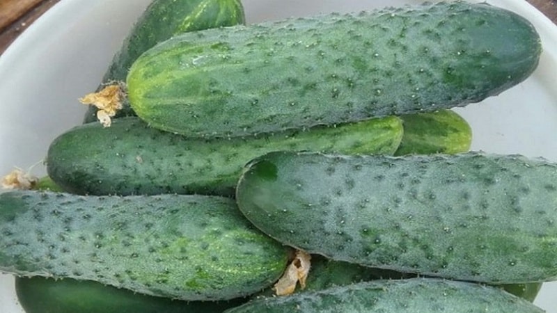 Hybrid cucumber Paratunka na may mahusay na pagtubo at masaganang ani