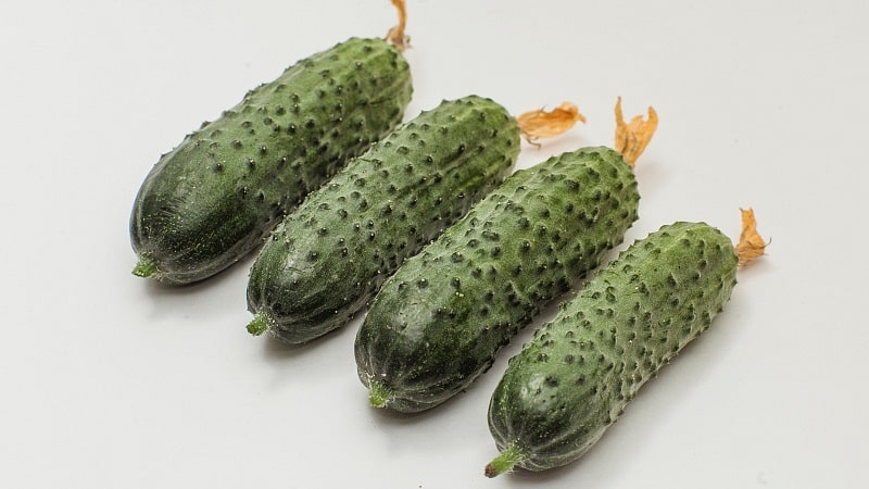 Hybrid cucumber Paratunka na may mahusay na pagtubo at masaganang ani