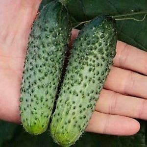 Hybrid cucumber Paratunka na may mahusay na pagtubo at masaganang ani