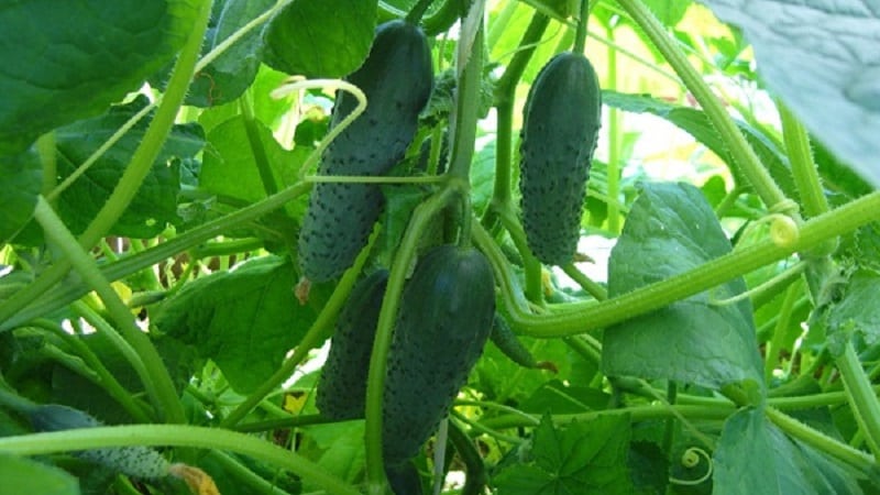 Hybrid cucumbers Paratunka with excellent germination and rich harvest