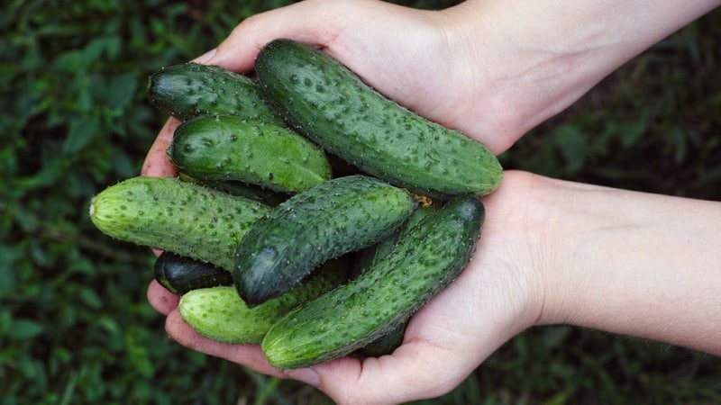 Hybrid cucumber Paratunka na may mahusay na pagtubo at masaganang ani