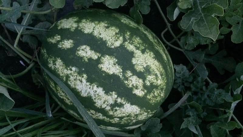 Hybrid watermelon Karistan na may malalaki at matatamis na prutas