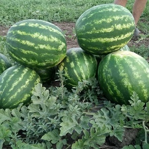 Hybrid watermelon Karistan na may malalaki at matatamis na prutas